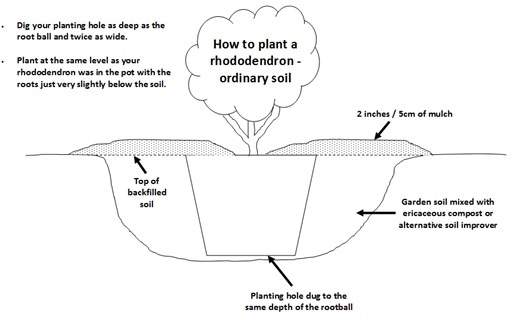 Diagram of how to plant a rhododendron